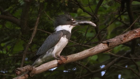 Beautiful black and white belted kingfisher perched on tree branch holding fish in its beak