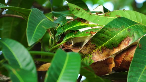 Close up static shot of anthill in mango tree leaves. Shallow focus