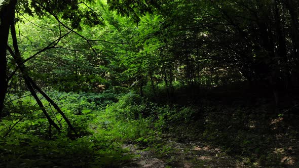 Caucasian forest on a sunny day.