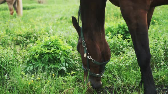 A Dark Bay Horse Grazing In The Beautiful Field Meadows  Scenes From Horse Farm