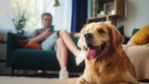 Closeup of Golden Retriever Lying on the Floor