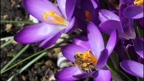 Honey Bees Collecting Pollen From Crocus Blossom