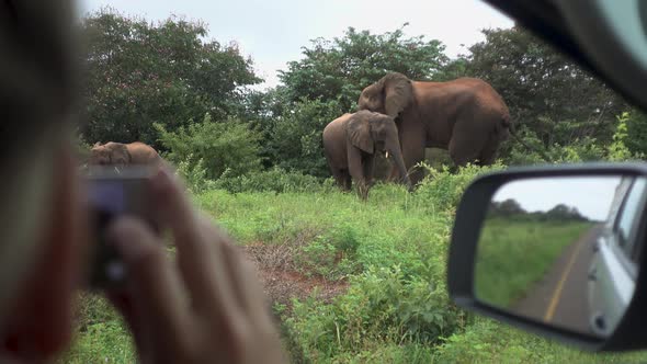 Over the Shoulder of Tourist Photographing Three Wild African Elephants on Side of the Road