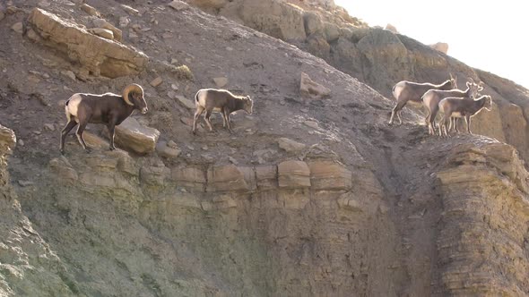 Rocky Mountain Bighorn Sheep in Green River Utah