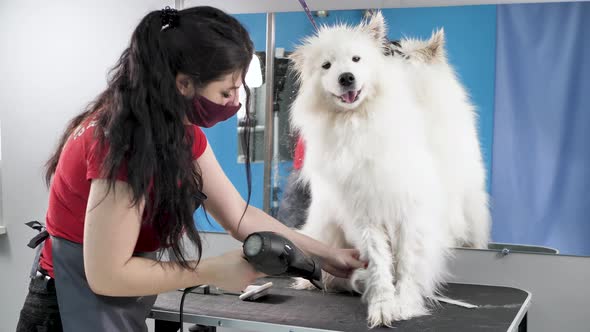 Female Groomer Dries a Samoyed Dog with a Hairdryer After Shearing and Washing