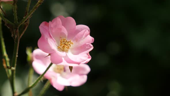 Pink Rosa miniature flower shallow DOF 3840X2160 UltraHD footage - Hybrid rose  plant details  2160p
