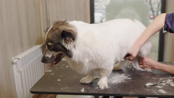 corgi getting groomed at salon. Professional cares for a dog in a specialized salon.