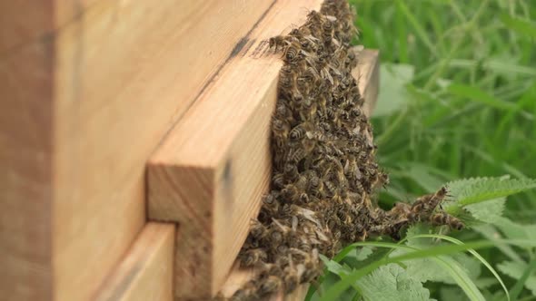 A Swarm of Bees Flies Into a Lifestyle Hive Collect the Pollen Bear Honey