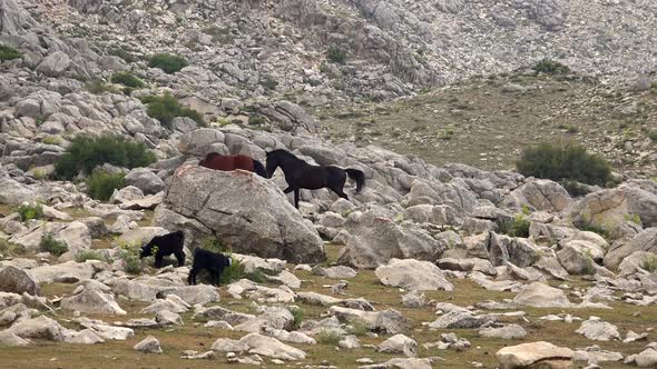 Two Wild Horses are Fighting in Sunny Hot Weather