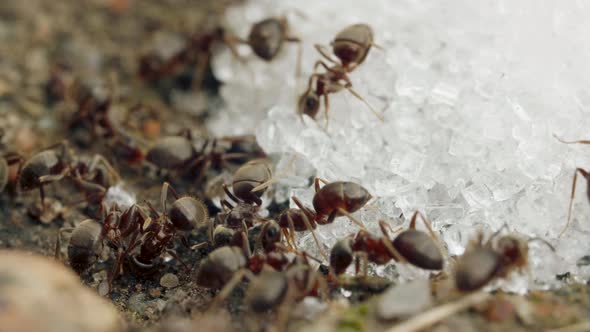 Extreme Close-up of a Red Ant Eating Sugar Crumbs in Summer Day, Macro