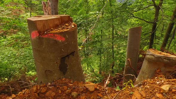 Stumps Near Path in the Forest