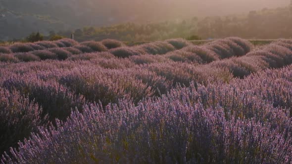 Sunrise Over A Field Of Lavender