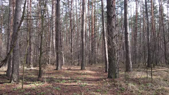 Trees in a Pine Forest During the Day Aerial View