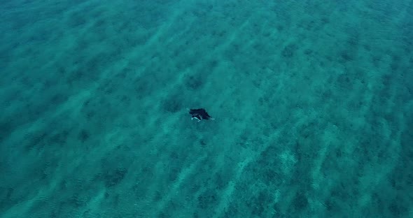 Aerial view of a stingray  in the turquoise waters