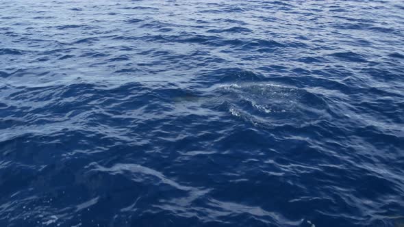 Pod of Dolphins in Freedom Pacific Ocean Blue Water