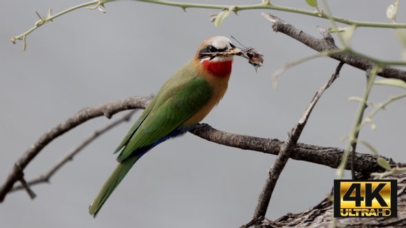 White-Fronted Bee-Eater