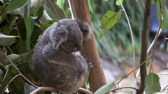 koala joey scratching its side