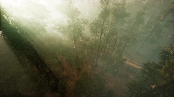 Drone Breaking Through the Fog To Show Redwood and Pine Tree alt
