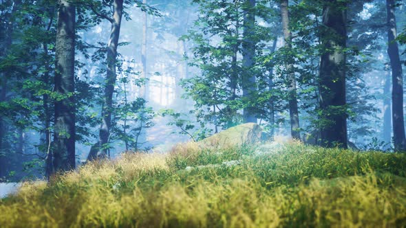 Green Grass in the Forest at Sunny Summer Morning