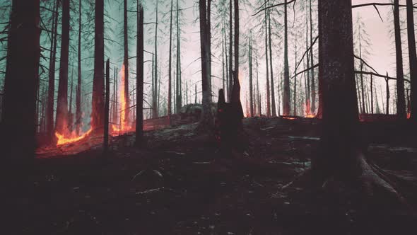 Rain Forest Fire Disaster is Burning Caused By Humans