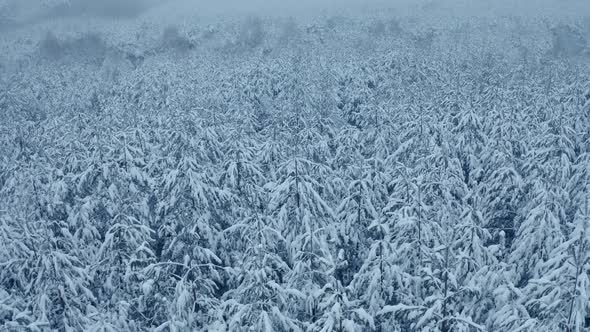 Snow Covered Trees in the Forest with Fog Winter Footage From Aerial Eye View