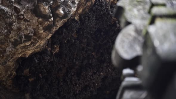 Bats Hanging From the Cave Right Above the Goa Lawah Temple, Bali