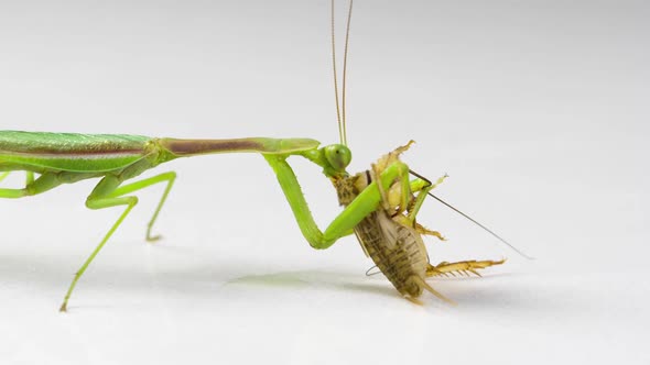 Praying Mantis Feeding On A Cricket