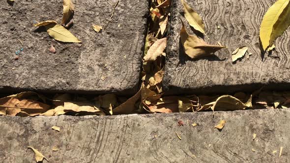 Beautiful golden brown dry leaves lie in the cracks of a sidewalk. Autumn fall in Mexico City. Close