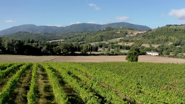 Green Vineyard. Producing homemade wine. Country landscape