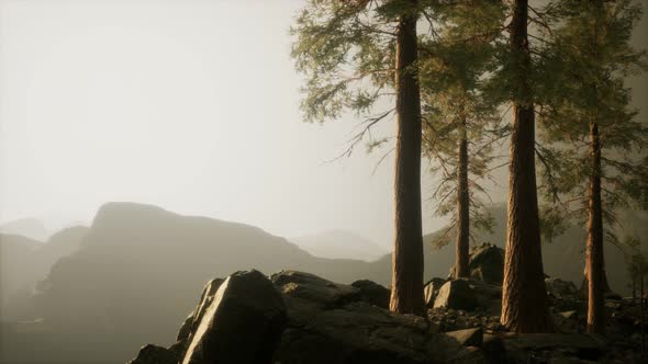 Trees in Fog in Mountains