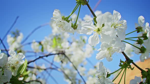 Slow Motion of Honey Bees Pollinating Pink Cherry Blossoms in Spring