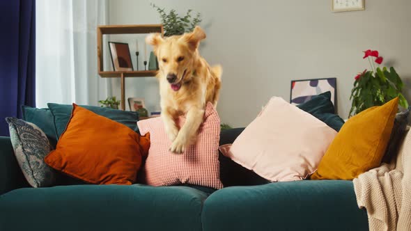 Golden Retriever Jumping Through Sofa