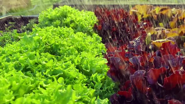 Watering Lettuce Leaves and Red Lollo Rosso Salad  Top View Slow Motion Camera Dolly Wiring