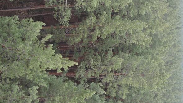 Vertical Video of Trees in a Pine Forest Slow Motion