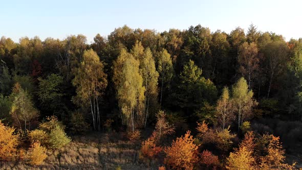 Forest seen from above