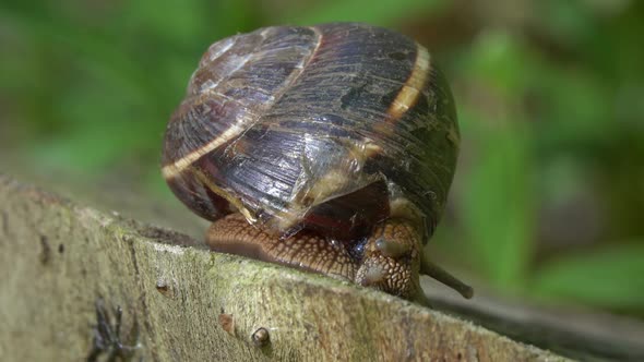 Big Snail in Shell Crawling in Forest Closeup