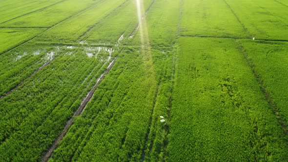 White Flag Middle of Paddy Field