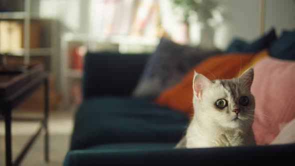 Cat Sitting on Sofa in Living Room