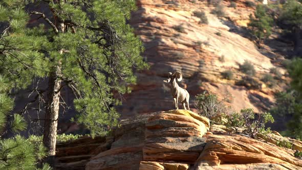 Bighorn Sheep standing on top of a rock