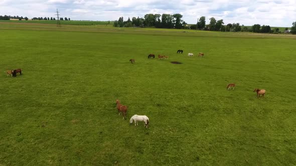 Herd of Horses in a Meadow in Summer