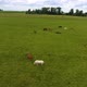 Herd of Horses in a Meadow in Summer - VideoHive Item for Sale
