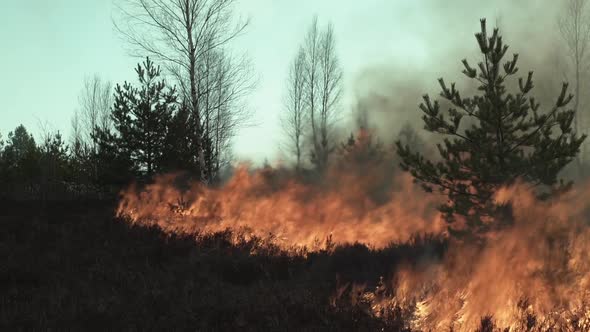Burning Bush Lawn in Europe