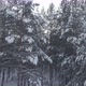 Beautiful Snowy Forest - VideoHive Item for Sale