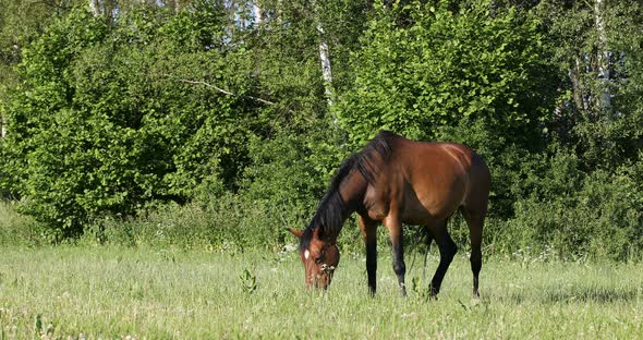 Brown horse is grazing in a spring meadow