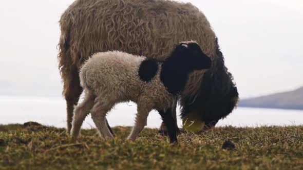 Lamb Walking Along As Sheep Grazes