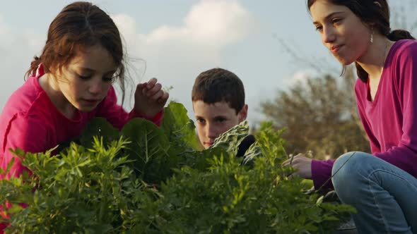 Three kids working in an organic vegetable garden weeding and watering plants