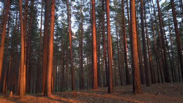 Forest in Sunset