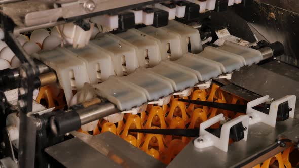 Machine puts eggs in orange trays industrial process