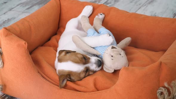 Cute Puppy Sleeping in a Couch