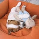 Cute Puppy Sleeping in a Couch - VideoHive Item for Sale